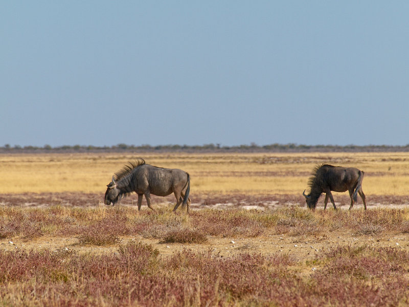 Etosha National Park, Gnu